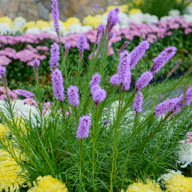 Liatris in Bloom